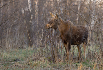 Female moose (Alces alces)