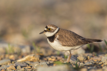 little ringed plover (Charadrius dubius)