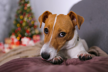 Jack Russell terrier as christmas present for children concept. Four months old adorable doggy on by the holiday tree with wrapped gift boxes, festive lights. Festive background, close up, copy space.