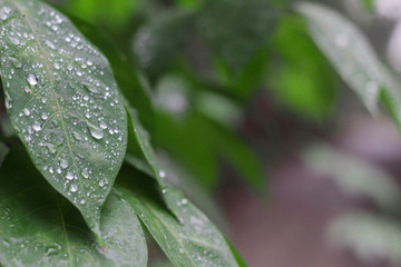 Water drops on cassava leaves