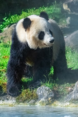 Obraz premium Giant panda drinking water, standing on the grass