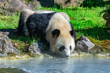 Giant panda drinking water, standing on the grass © Pascale Gueret