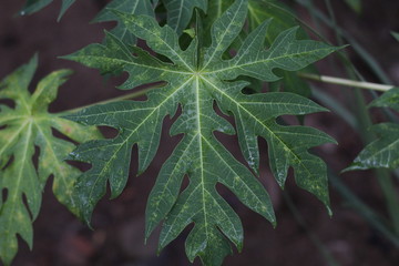 Natural shape most creative of papaya leaf