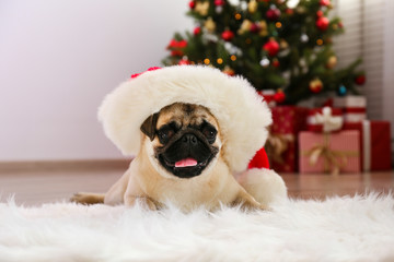 Fototapeta na wymiar Adorable pug over the christmas tree with blurry festive decor. Portrait of beloved dog with wrinkled faceat home and pine tree with bokeh effect lights. Close up, copy space.