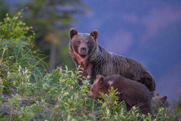 Naklejka premium Brown bear with cubs in the fores