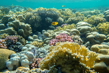 Fototapeta na wymiar Korallengarten