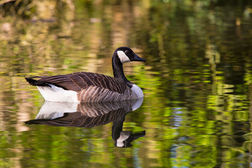 Canada goose, Branta canadensis, single bird on water