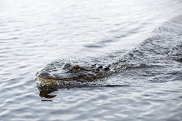 Aligator im Wasser