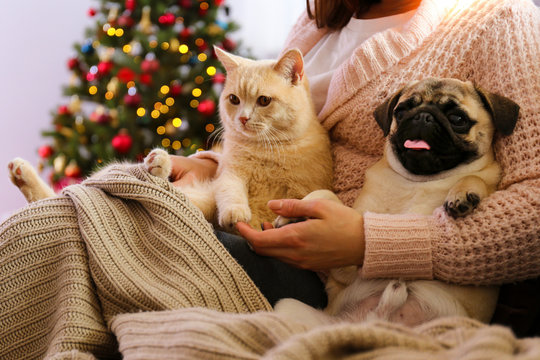 Beautiful red british shorthair cat and adorable pug with their owner over the christmas tree & festive decor. Portrait of beloved pets at home, pine tree, bokeh effect lights. Close up, copy space.