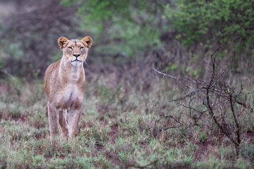 Lion female hunting on a rainy morning in Zimanga Game Reserve in Kwa Zulu Natal in South Africa