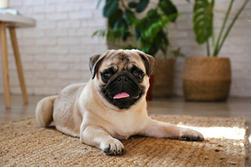 Funny dreamy pug with sad facial expression lying on wood textured floor. Domestic pet at home,...