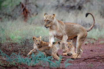 Lion female and cub playing on a rainy morning in Zimanga Game Reserve in Kwa Zulu Natal in South...