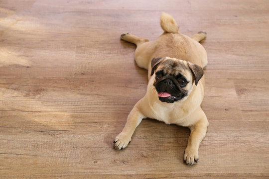 Funny dreamy pug with sad facial expression lying on wood textured floor. Domestic pet at home, hardwood flooring. Purebred dog with wrinkled face. Close up, copy space, background.