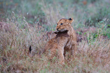 Lion cub on a rainy morning in Zimanga Game Reserve in Kwa Zulu Natal in South Africa