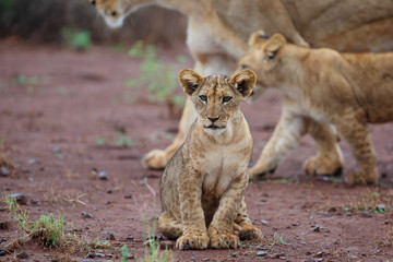 Lion cub on a rainy morning in Zimanga Game Reserve in Kwa Zulu Natal in South Africa