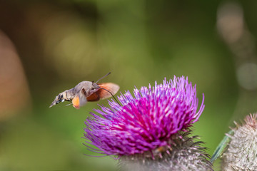 hummingbird hawk-moth hovering over a flower (Macroglossum stellatarum)