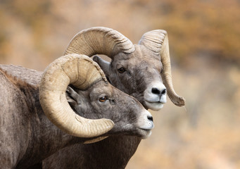 Bighorn Sheep In Waterton Canyon