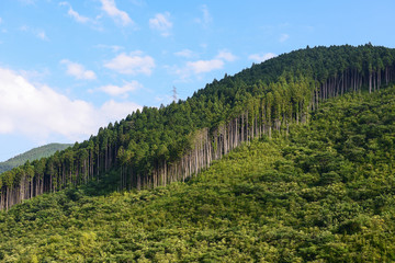 Fototapeta premium 林業 環境 山風景