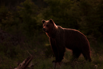 A brown bear in the forest
