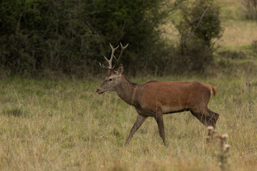 Red deer standing on grass beside tree with forest in background. Wildlife in natural habitat
