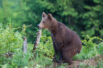 Young brown bear (ursus arctos)  in the forest.