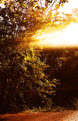 Dramatic light ray illuminating autumn tree background