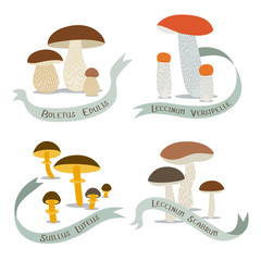 Vector image of edible mushrooms with their names - 300737471