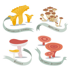 Vector image of edible mushrooms with their names - 300737625