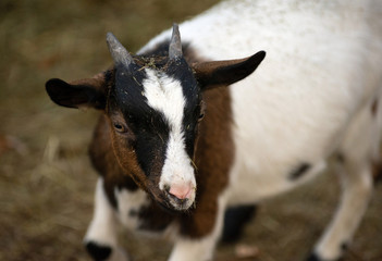 Portrait of a goat
