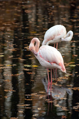 Pink flamingos are standing in dark water