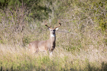 White-tailed deer in a Texas park in San Antonio