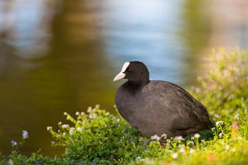 Eurasian Coot (Fulica atra)