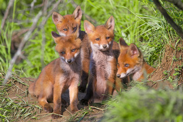 Red fox, vulpes vulpes, small young cubs near den curiously weatching around. Cute little wild predators in natural environment.