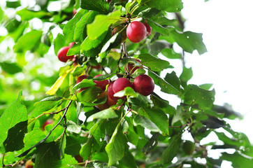 Plum purple with green leaves growing in the garden. Plum on branch. Plum ripe. Plum in the sun.