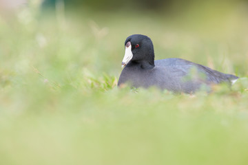 American coot  resting on the grass