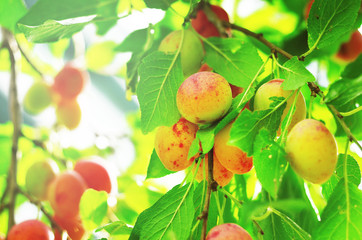 Plum purple with green leaves growing in the garden. Plum on branch. Plum ripe. Plum in the sun.