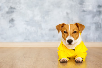 Cute four months old Jack Russel terrier puppy with folded ears. Small adorable doggy with funny...