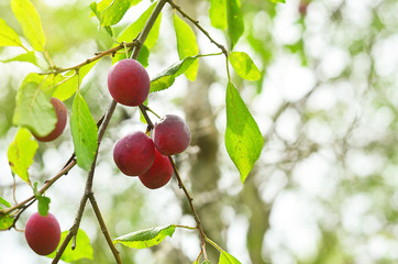 Plum purple with green leaves growing in the garden. Plum on branch. Plum ripe. Plum in the sun.