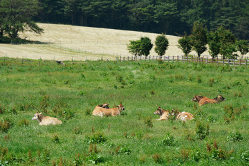 ジャージー牛　蒜山高原　岡山