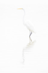 Great Egret fishing in a lake