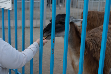 Human hand feeds animals through the cage.