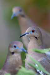 White winged dove perched on a branch Backyard home feeder