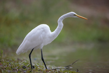 Great Egret fishing in a lake