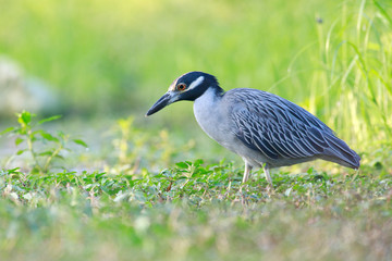 Yellow-crowned Night-Heron fishing in a lake