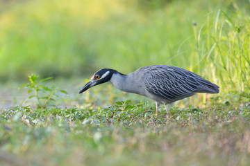 Yellow-crowned Night-Heron fishing in a lake