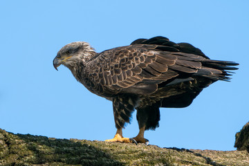 Perched Juvenile Bald Eagle