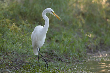 Great Egret fishing in a lake