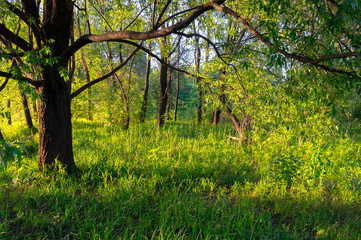 Green nature background. Landscape of the forest edge in the summer with green conifers. Close-up, horizontal, cropped shot. The concept of natural beauty.