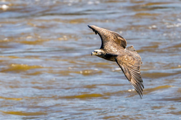 Juvenile Eagle in Flight Over water