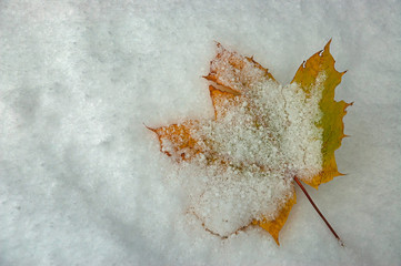 Leaf of autumn maple